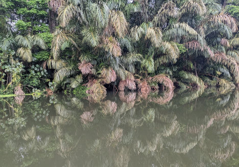 Boat Ride through Jungle