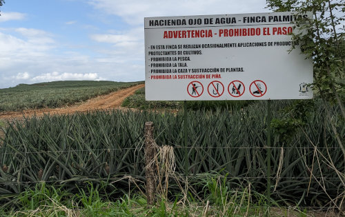 Costa Rica Pineapple Field