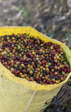 Bag of coffee cherries