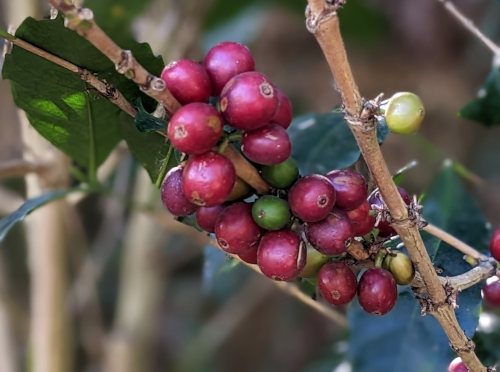 Coffee Cherries