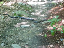 Appalachian Trail Snake