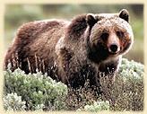 grizzly bear