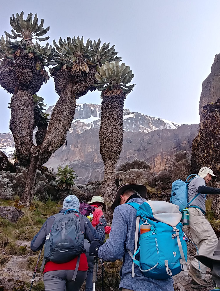 Kilimanjaro Senecio Tree