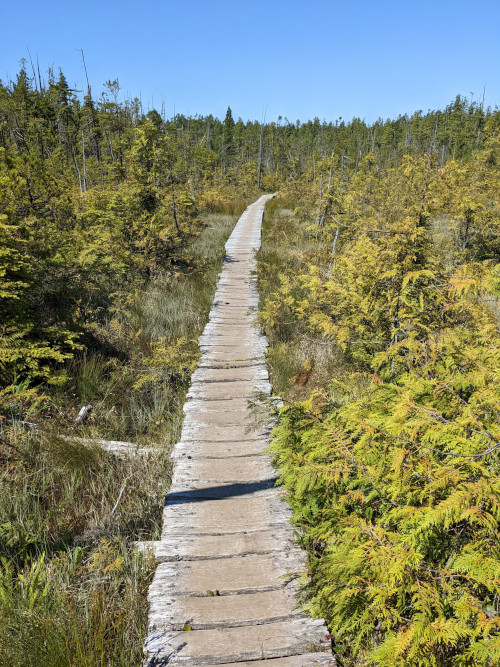 Nice West Coast Trail boardwalk