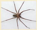 brown recluse spider