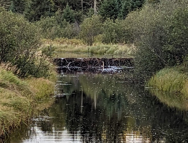 Beaver Dam on Border Route Trail