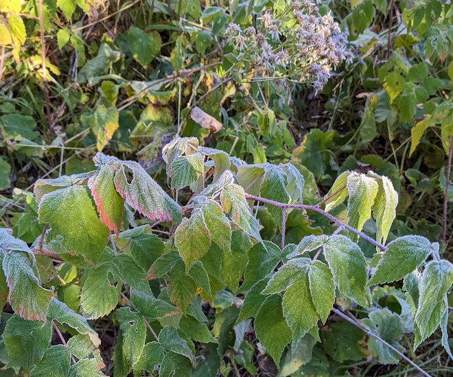 Frost on Plants on the SHT