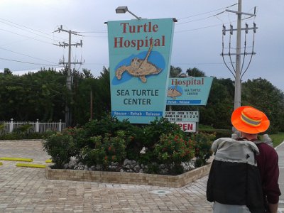 Turtle Hospital