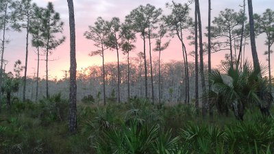 Cypress Dome Sunset