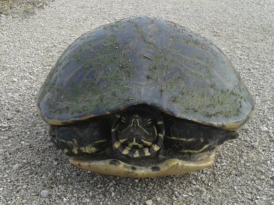 Turtle on Levee