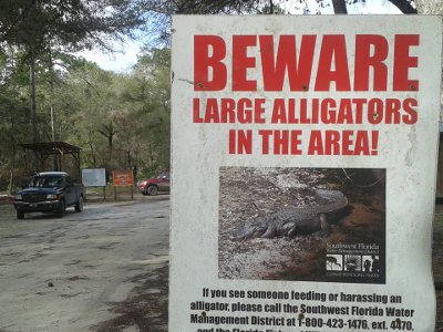 Green Swamp Alligators