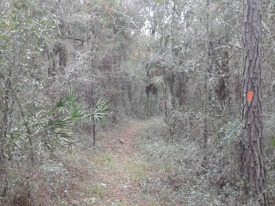 Green Swamp Florida Trail