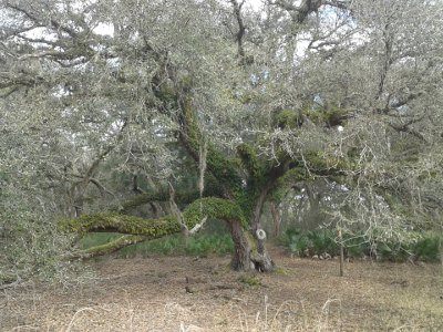 Spanish Moss