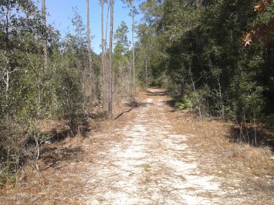 Florida Pine Forest