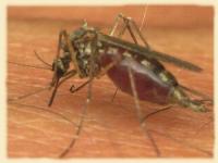 mosquito west nile virus