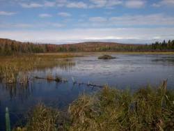 SHT beaver pond