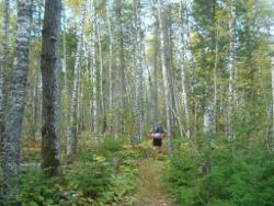 minnesota forest